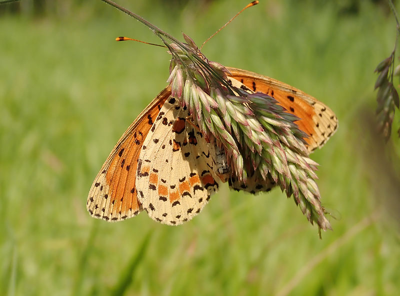 Melitaea didyma strana?